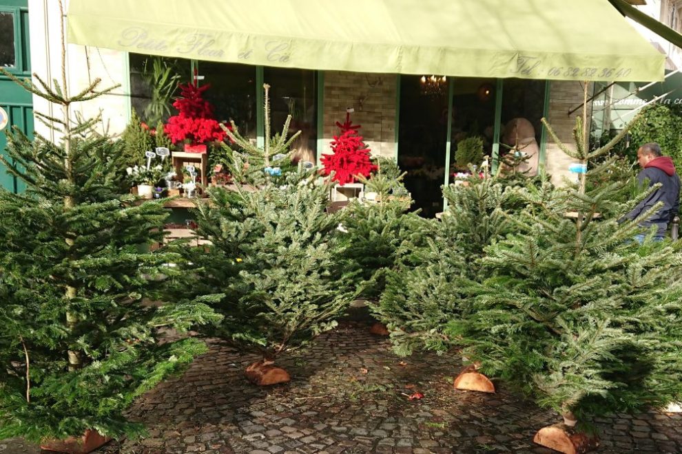 Christmas trees sapins de noel