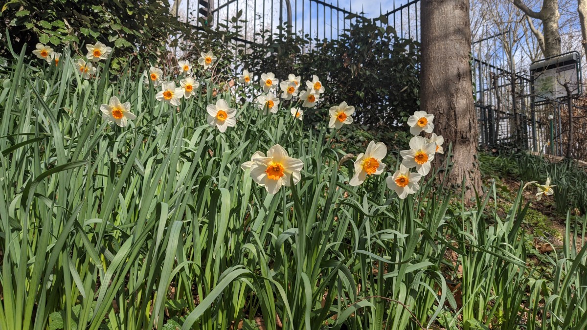Daffodils in Bercy Park
