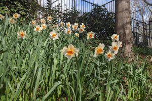 Daffodils in Bercy Park