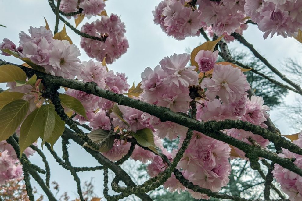 Sceau cherru blossoms