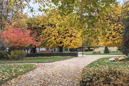 fall trees