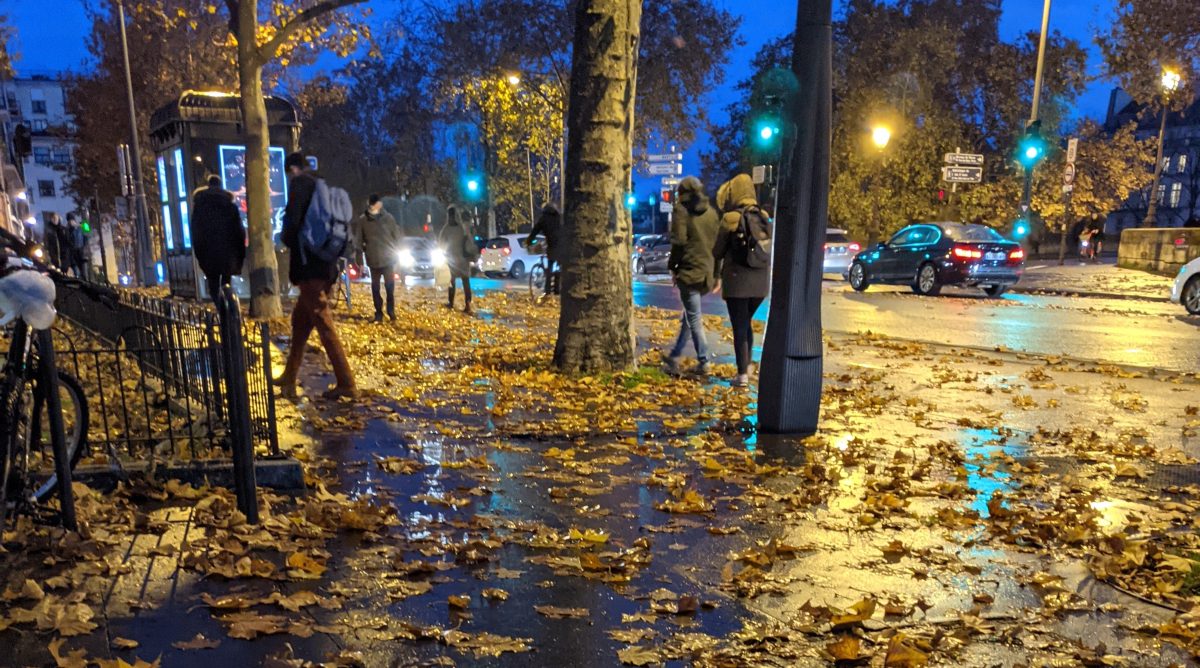wet leaves in Paris