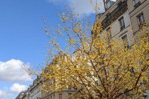 winter blossoms