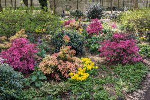 Flowers in Bercy Park