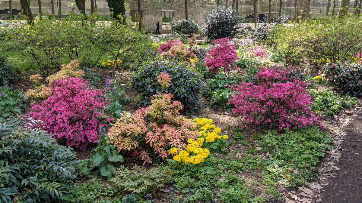 Flowers in Bercy Park