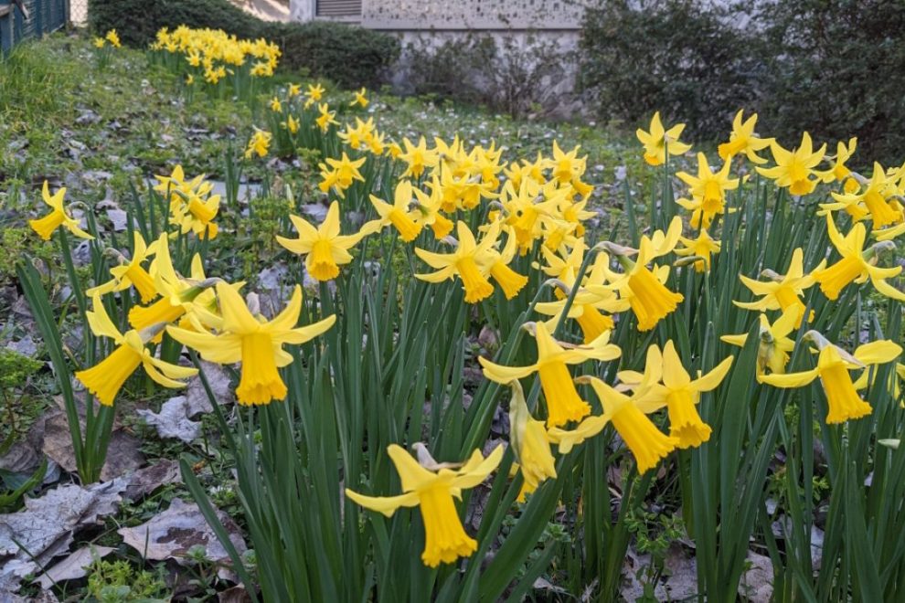 winter daffodils in Parid