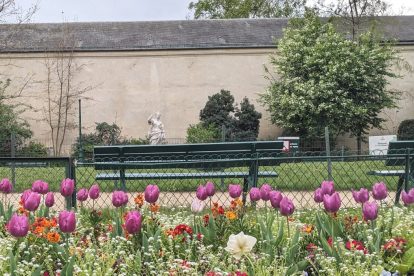 Tulips in the Marais