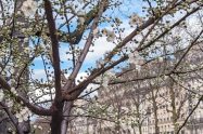 Spring in Paris