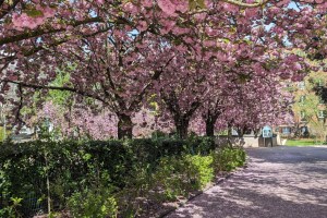 Cherry Blossoms