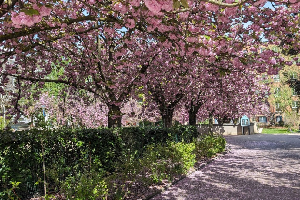 Cherry Blossoms