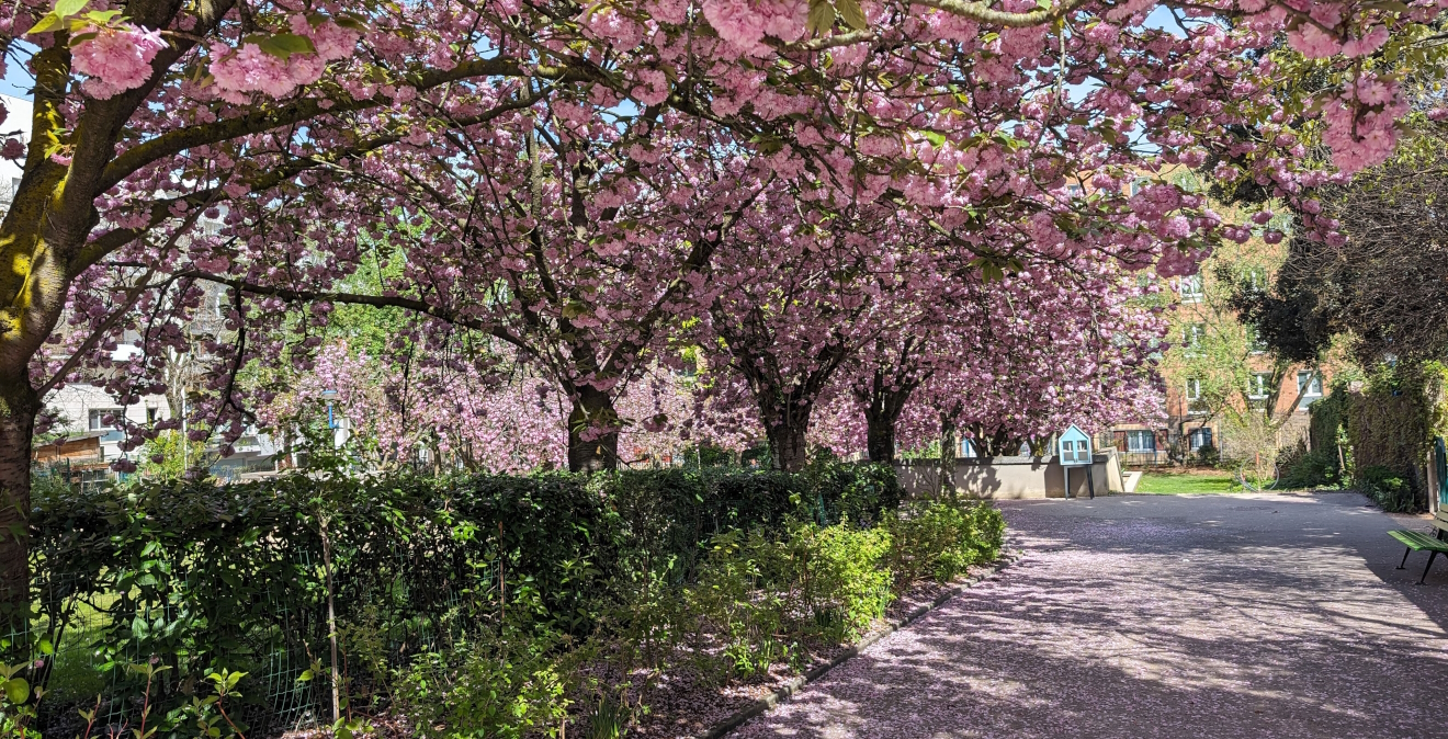 Cherry Blossoms