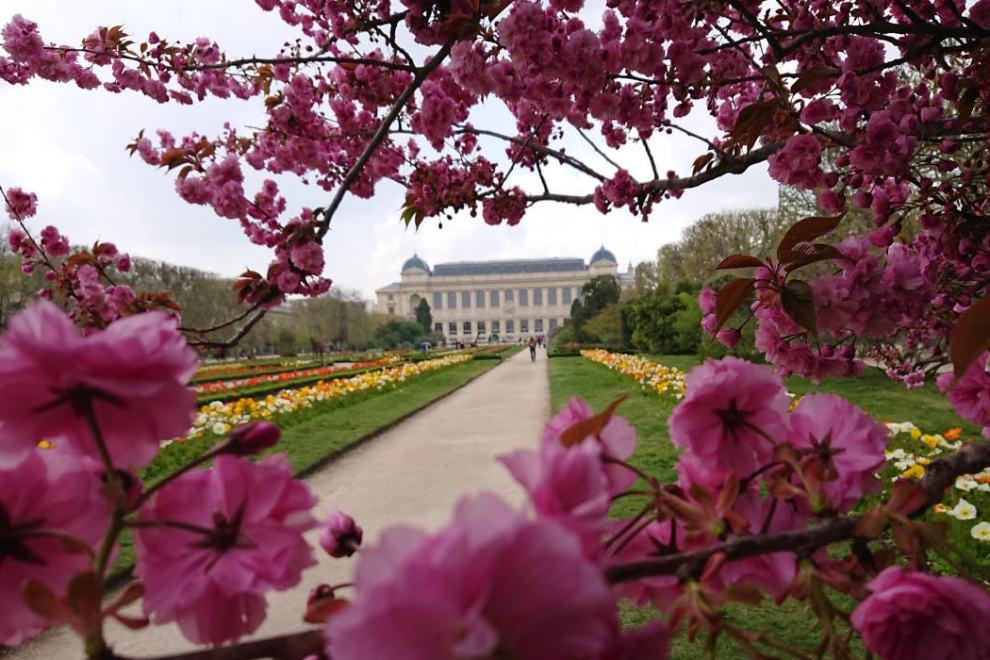 Jardin des Plantes last April
